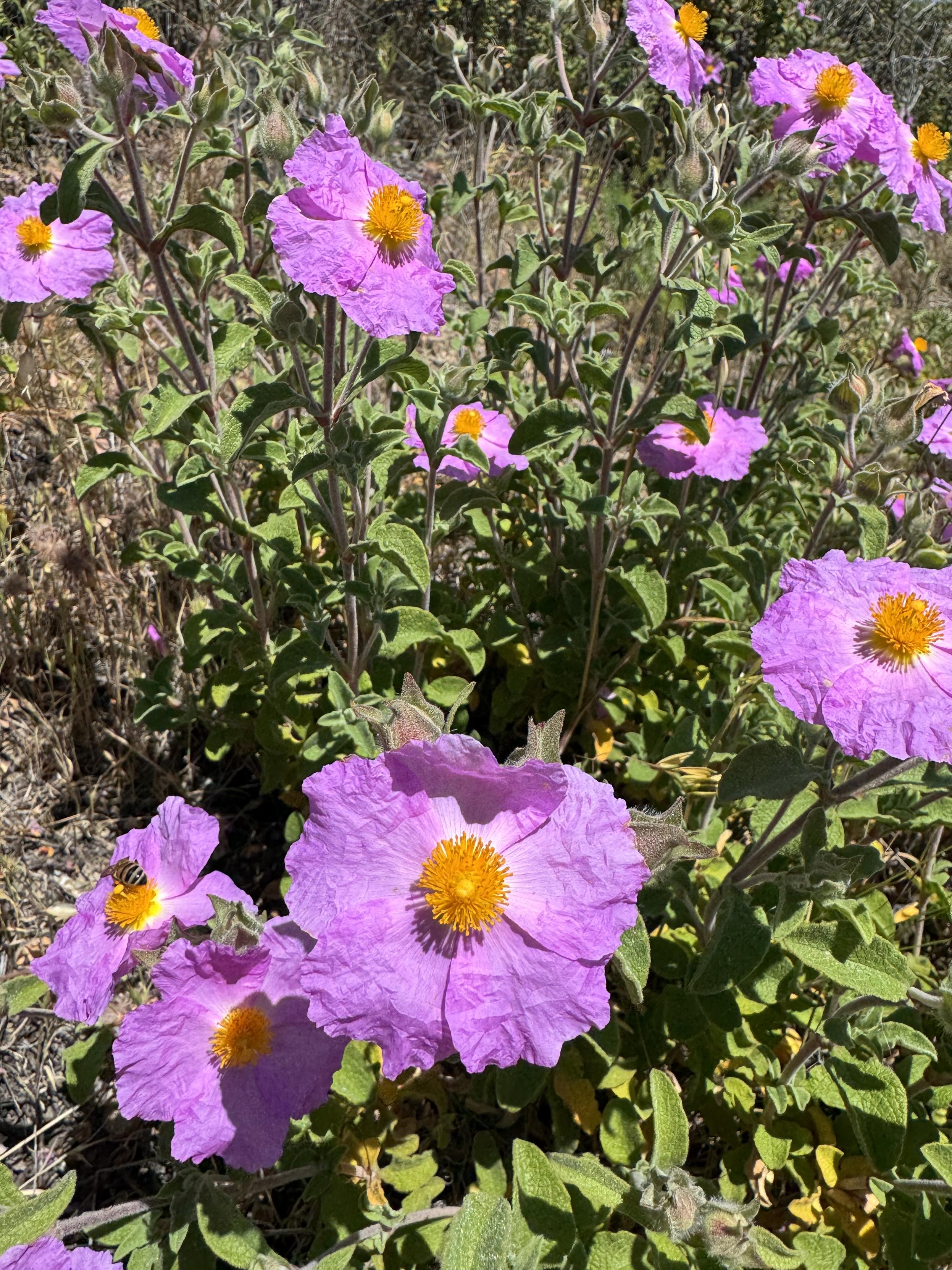 a smattering of papery-leafed pink flowers with yellow centers over greenery