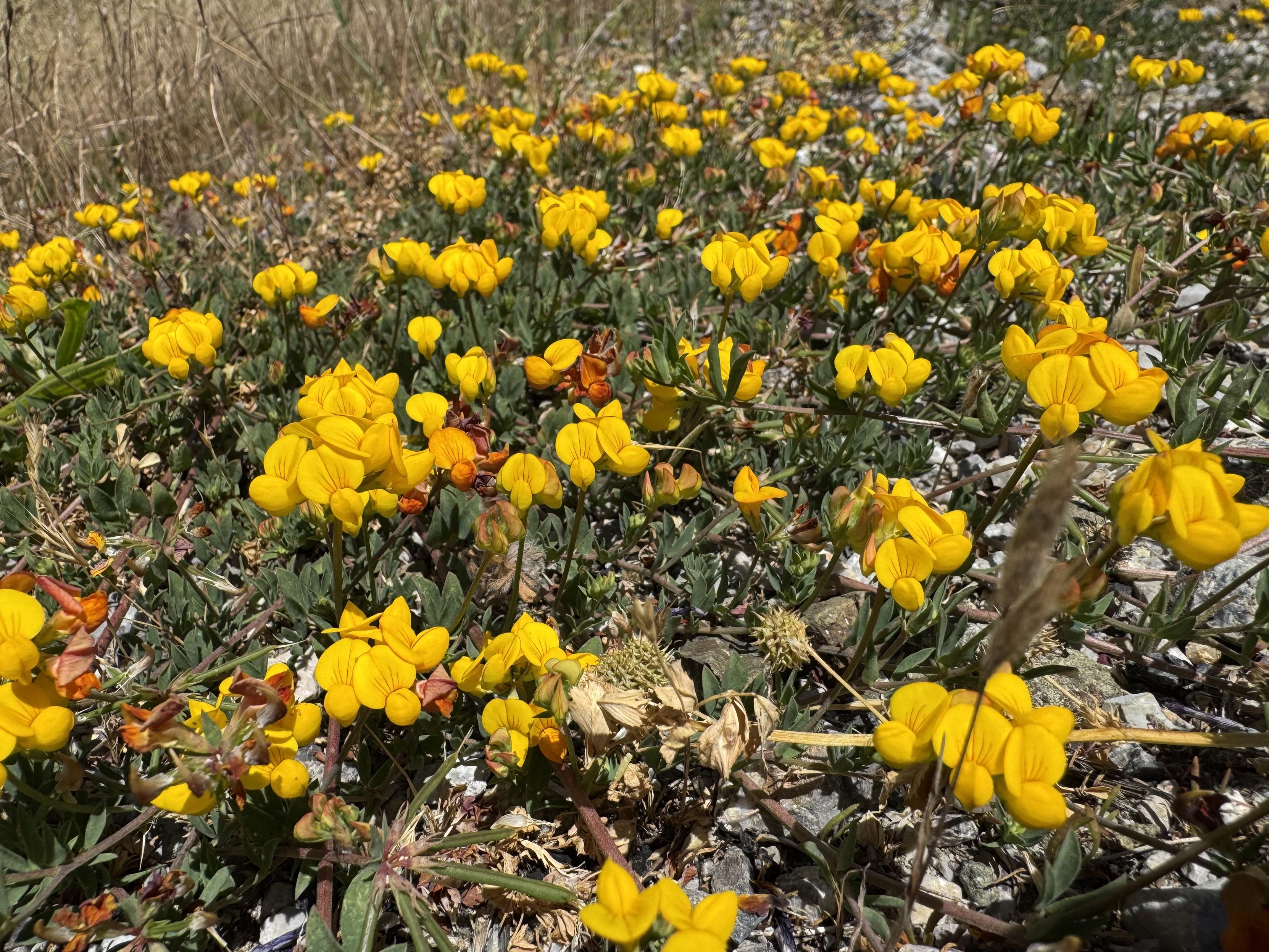 a ground covering greenery with tiny yellow flowers