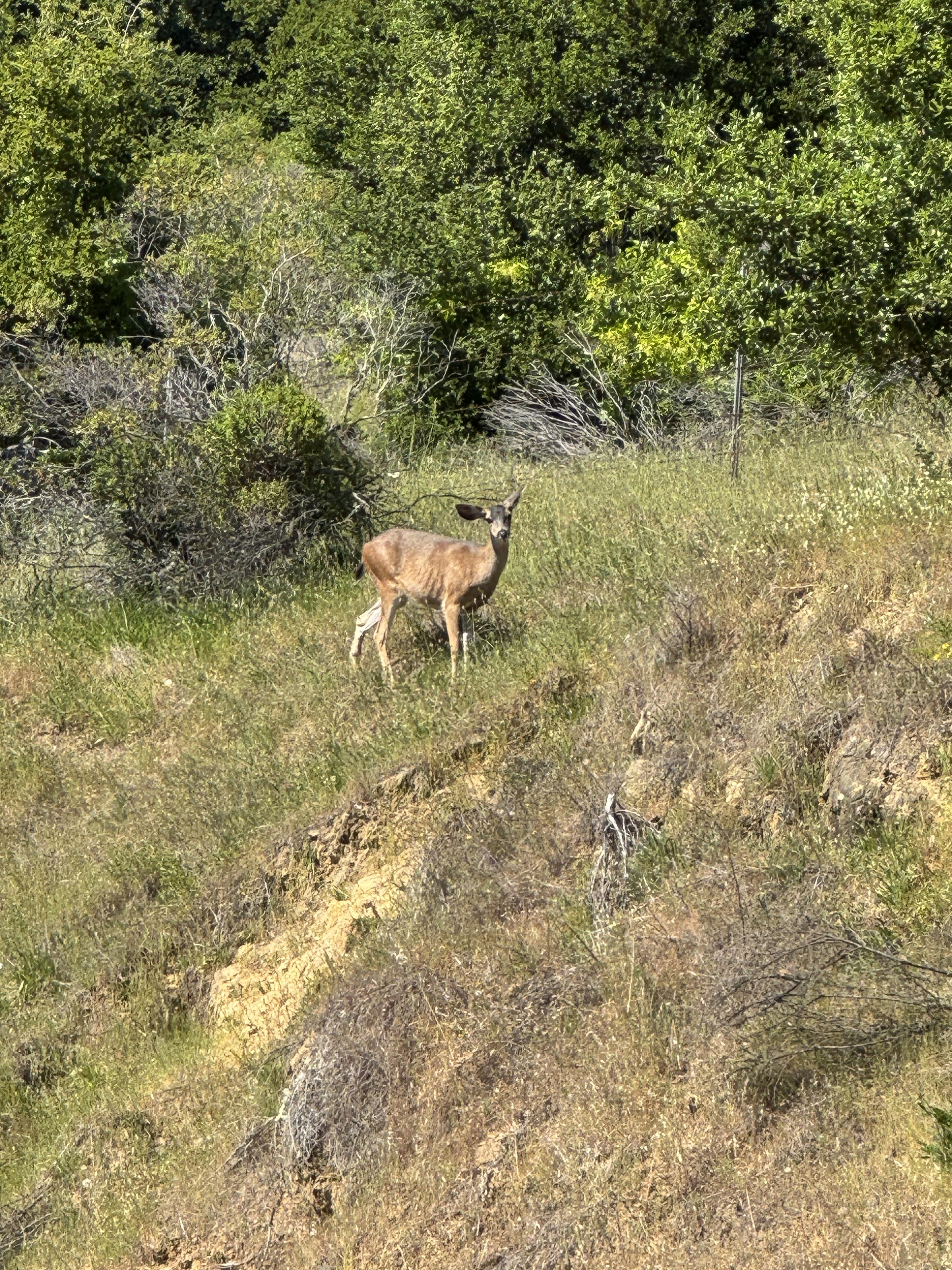 a mama doe on a hillside of grass. behind the doe the brush thickens but is not a forrest, in which two others (at least) younger deer linger, unpictured but who walked by just after I took this photo