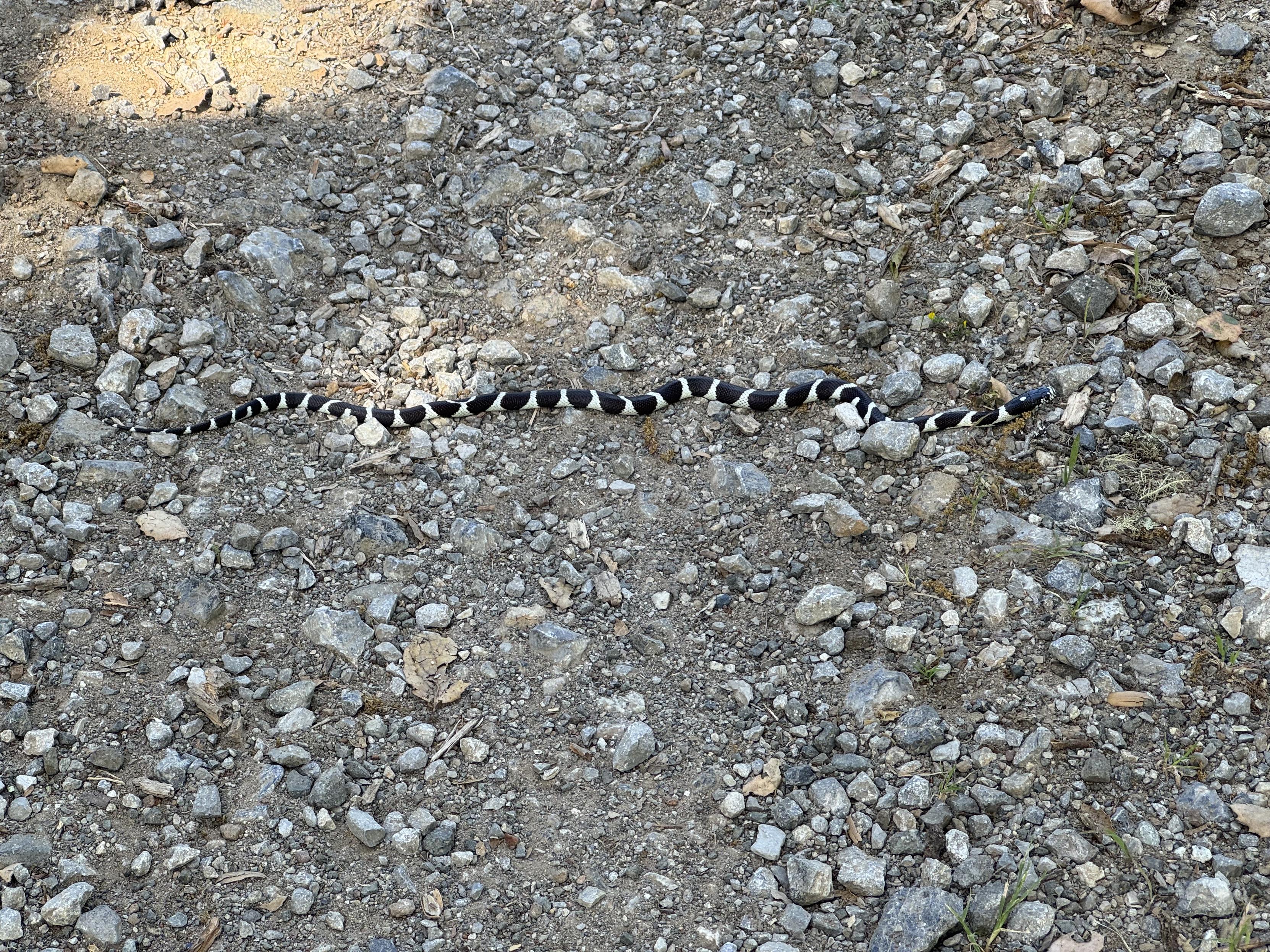 a black snake about two feet long with white rings and a white belly crosses left to right on a gravel path
