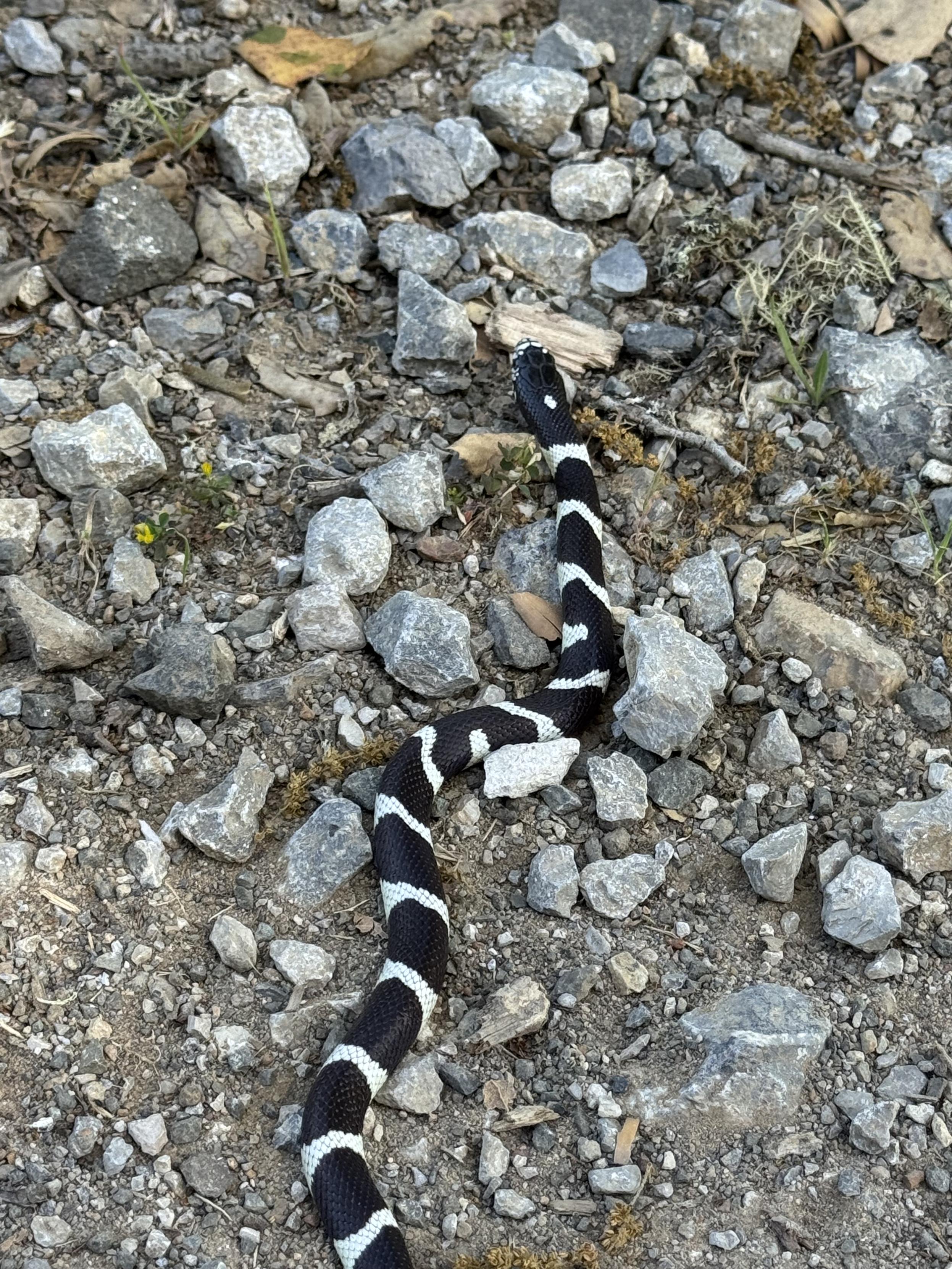 The same snake from passing by, heading away from me