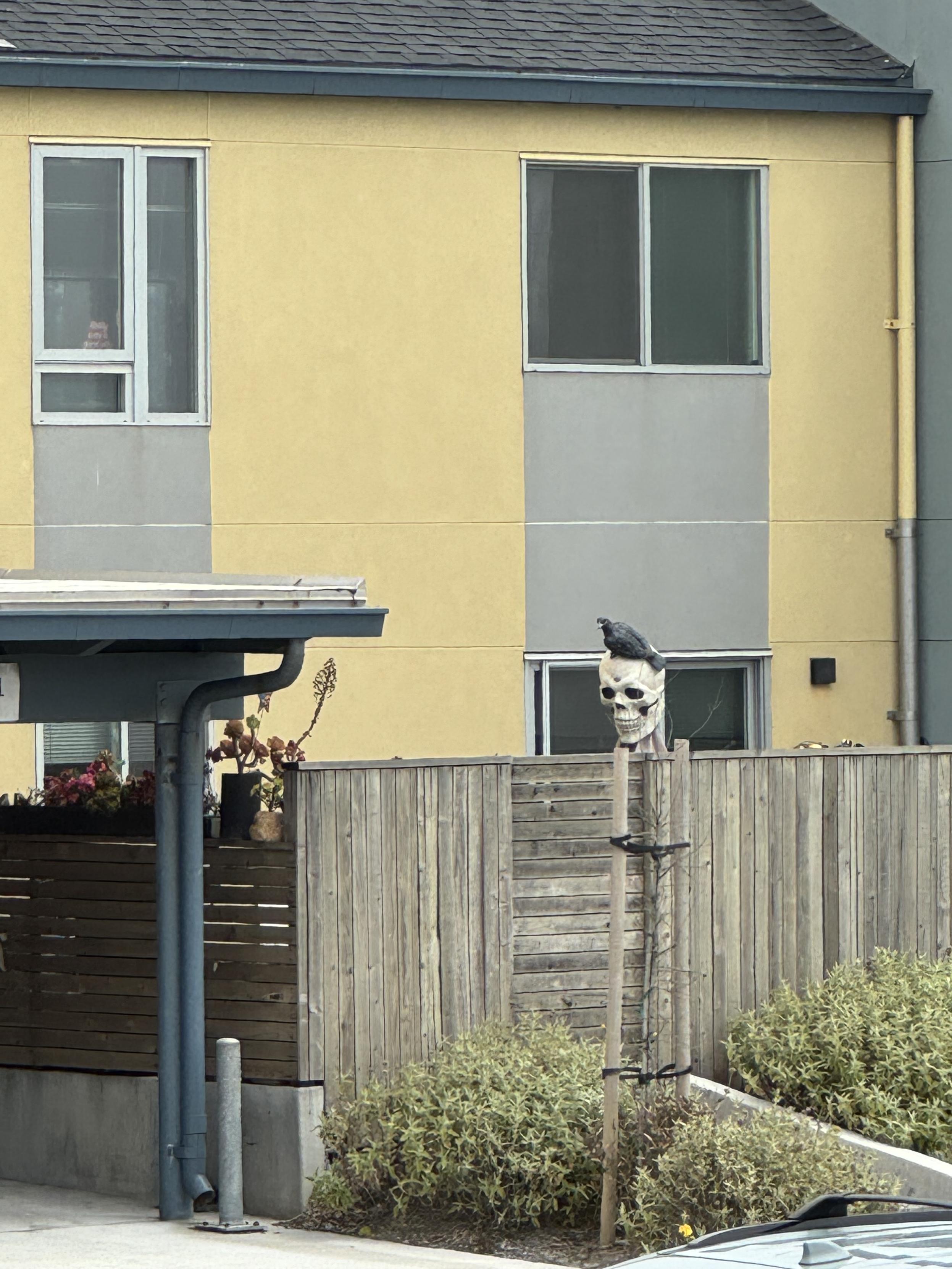 photo of the back of someone’s house, which faces the new Sunset Dunes Park in san francisco. Thy’ve got a wooden fence about 8 foot tall, the house is yellow with aluminum windows and a black pitched roof. Peeking over the roofline of the fence is one of those giant skeletons people get for halloween. Only the skull is visible but it is probably the entire thing behind the fence, and it is facing kinda northwest toward Sunset Dunes. Even cooler, someone put a fake pigeon (?!) on top of the skull, which, like, nice job.