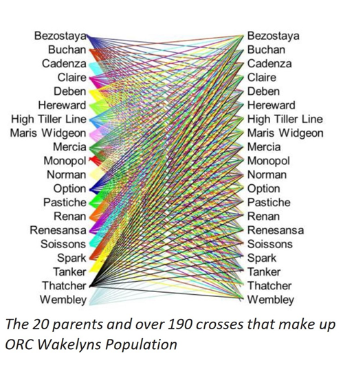 computer graphic detailing capitalized names of wheat grasses in two columns right aligned on the left column and left aligned on the right column in a black sans serif with solid thin color lines in a rotation of various primary additive printing colors like cyan, magenta, yellow, and black, cross linking every variety named on the left to every variety named on the rightBezostayaBuchanCadenzaClaireDebenHerewardHigh Tiller LineMaris WidgeonMerciaMonopolNormanOptionPasticheRenanRenesansaSoissonsSparkTankerThatcherWembleyThe 20 parents and over 190 crosses that make upORC Wakelyns Population