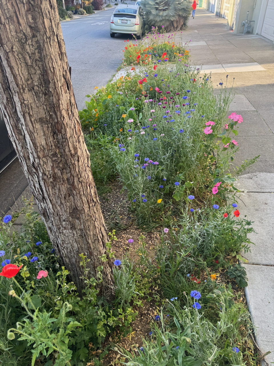 about 20 feet of sidewalk street side utility pole dirt that is currently lush with a full rainbow of wildflower blooms atop a door or so of free leggy stalks and bushing