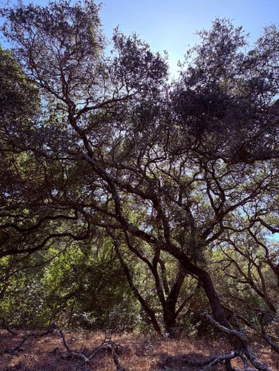 Westwood Hills Park Western Loop