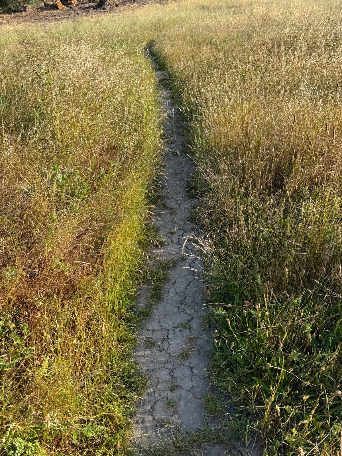 Morning Walk