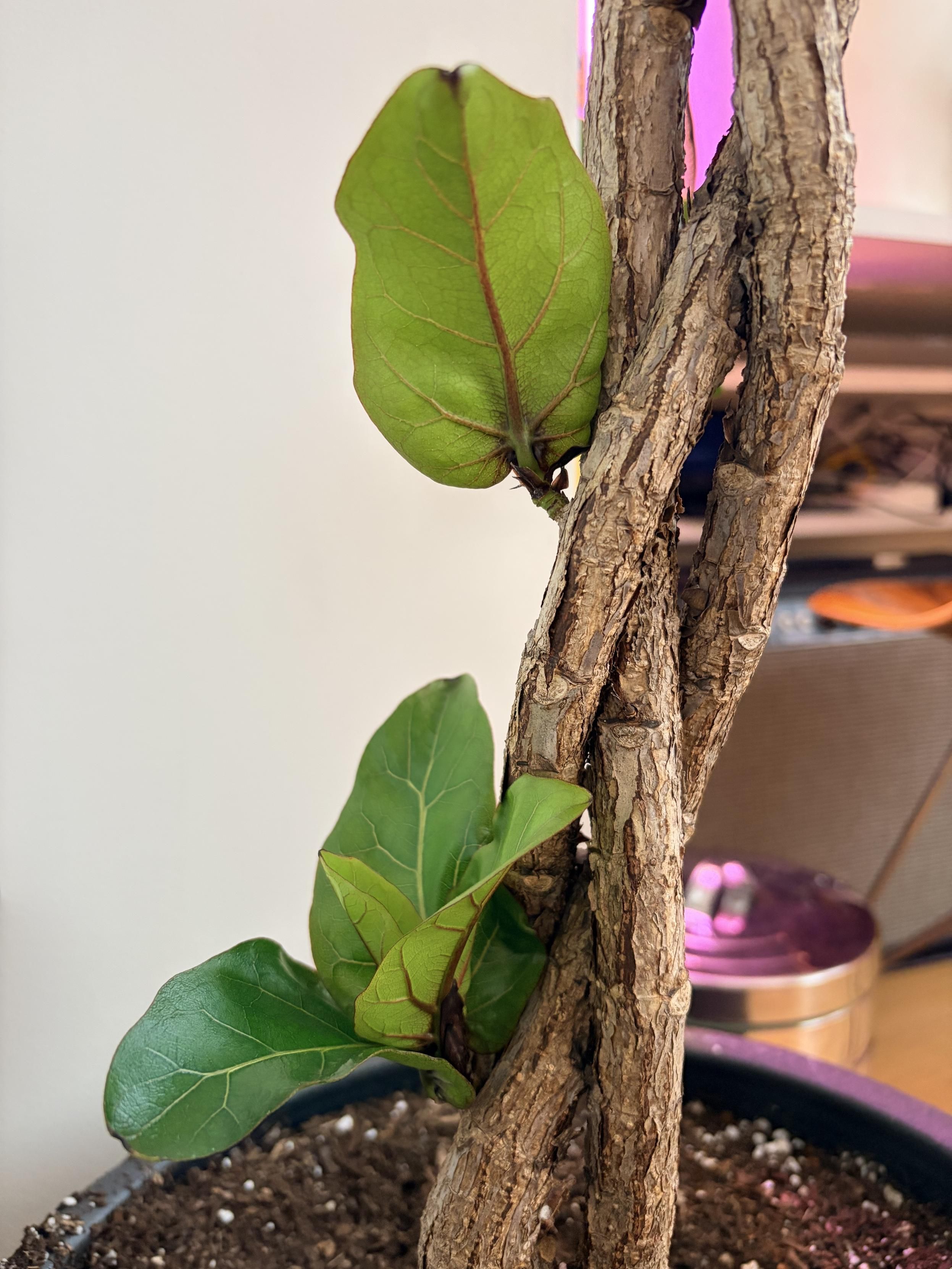 camera shot close up of two new branches, each with leaf clusters. the leaves are about a quarter of their eventual full size, say thumb sized, but already in rings of three or five and growing strong right out of the trunk.