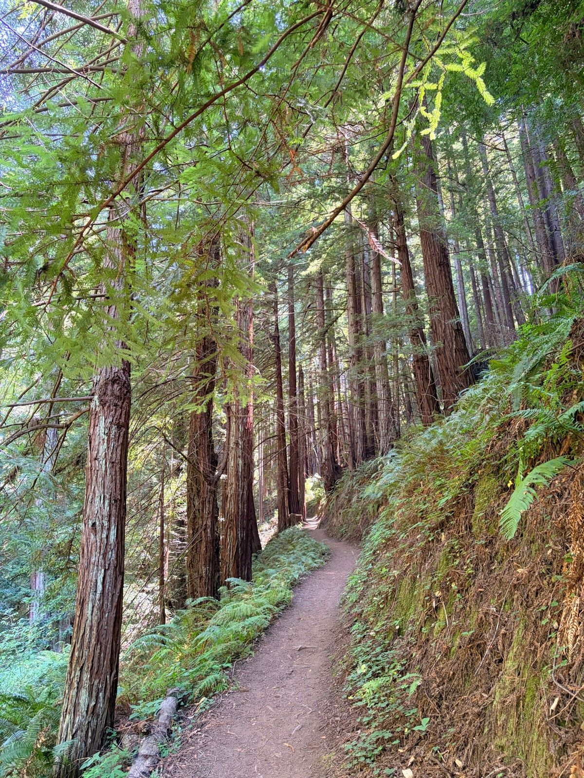 Grabtown Gulch to Purisima Creek