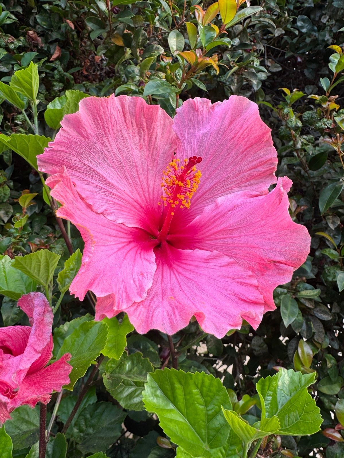 Morning Walk