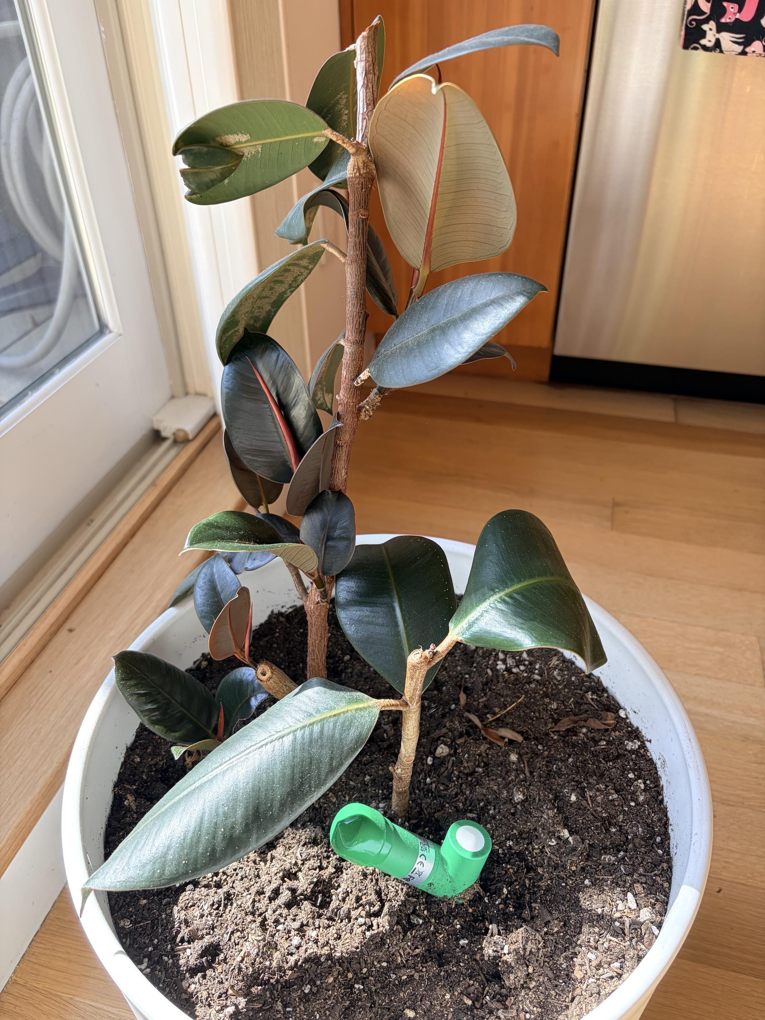 photograph of a 2 foot tall potted rubber plant with a bunch of new growth ending in red tips which will unfurl to leaves and branches Next to this older bush is the top of it which I trimmed and rooted in water before recently replanting.