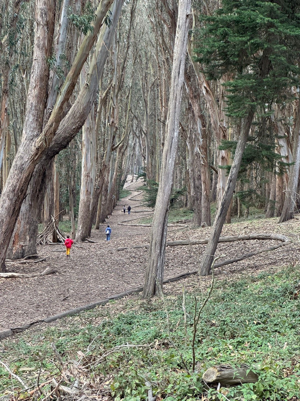 neat, never seen this andy goldsworthy stuff before