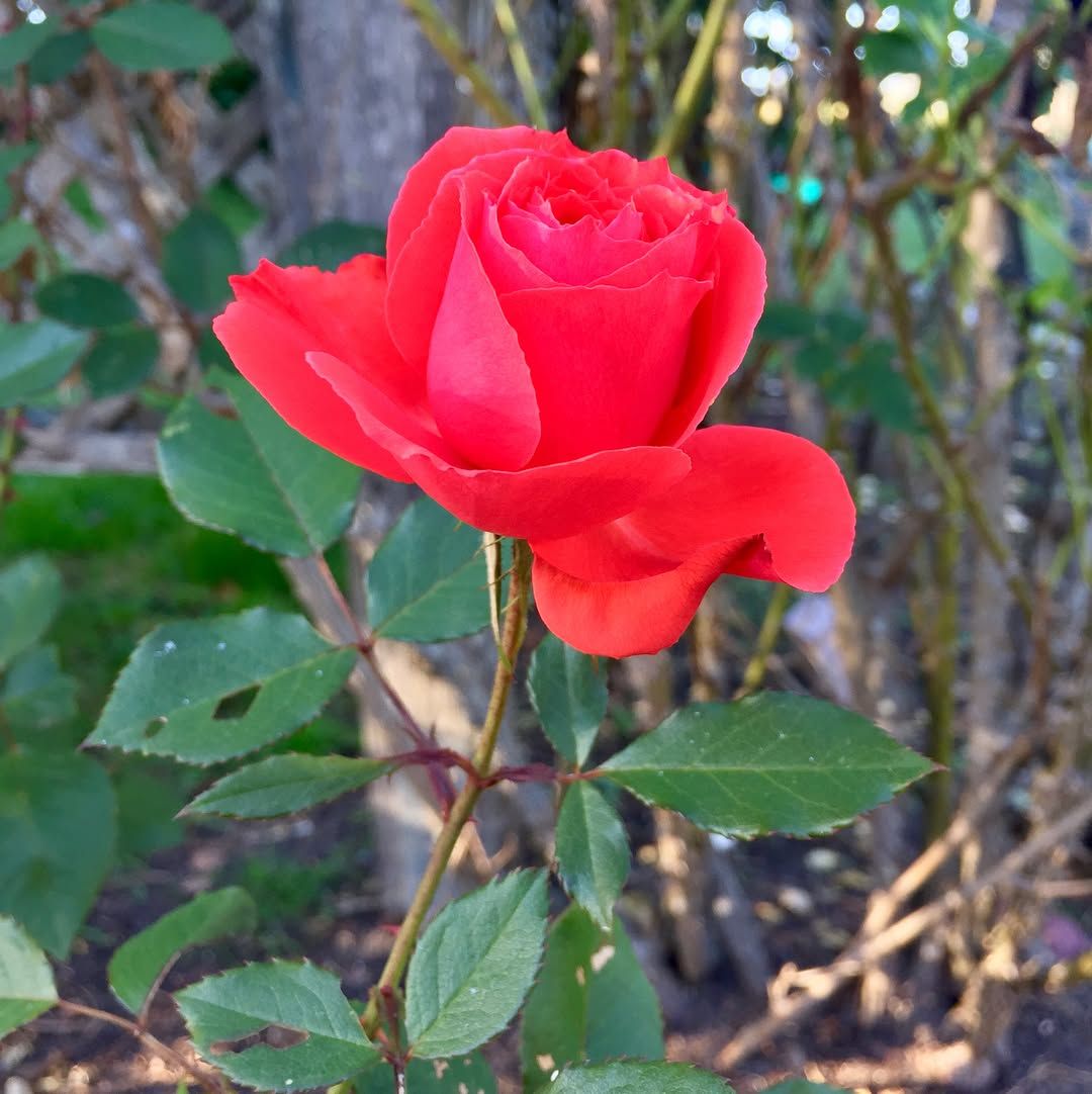 Never stopped at the rose garden between the Conservatory and Stowe off JFK before, it is gorgeous!