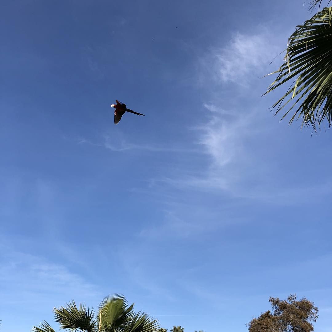 screaming parrot screaming
