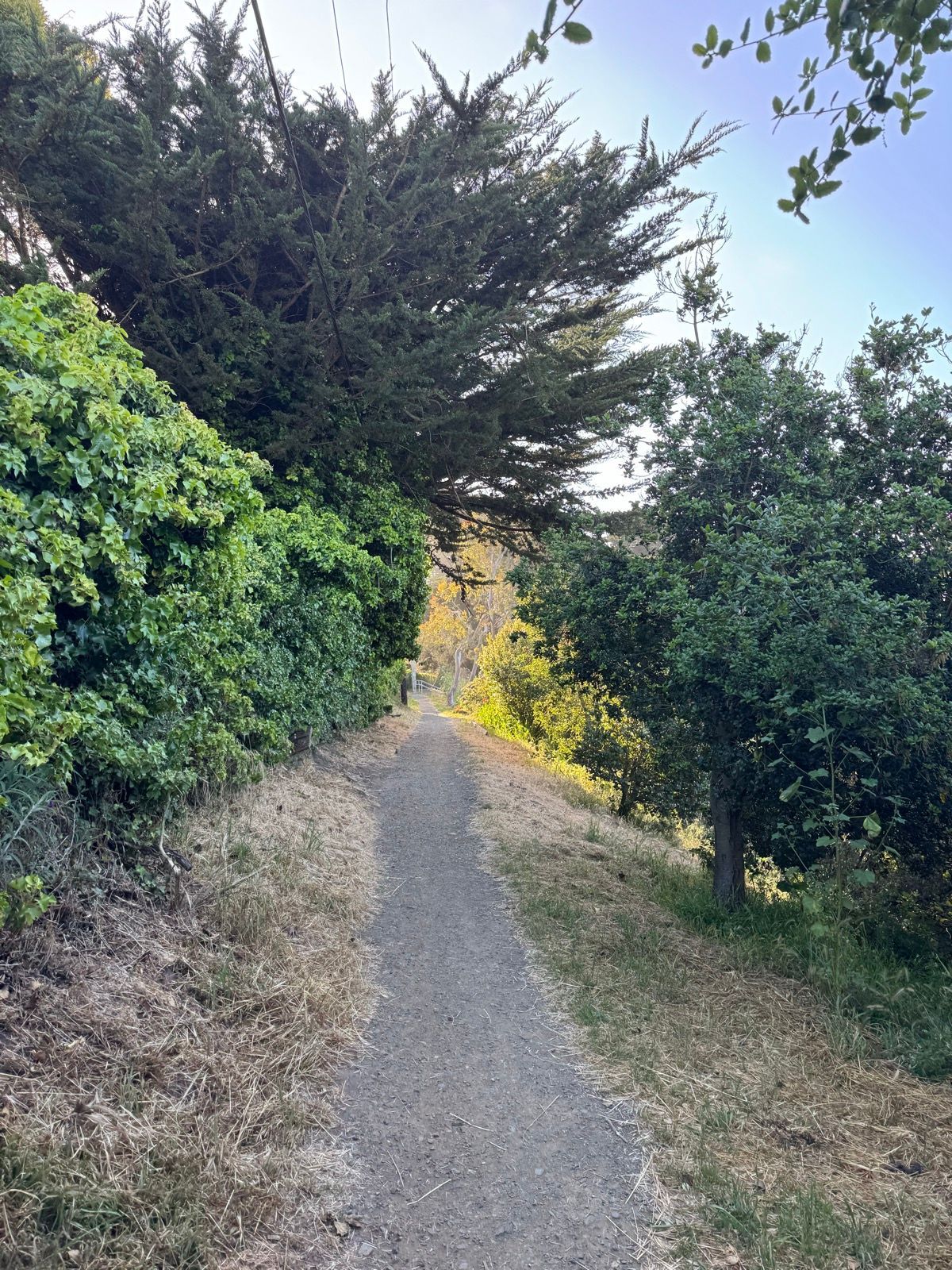 Morning Walk