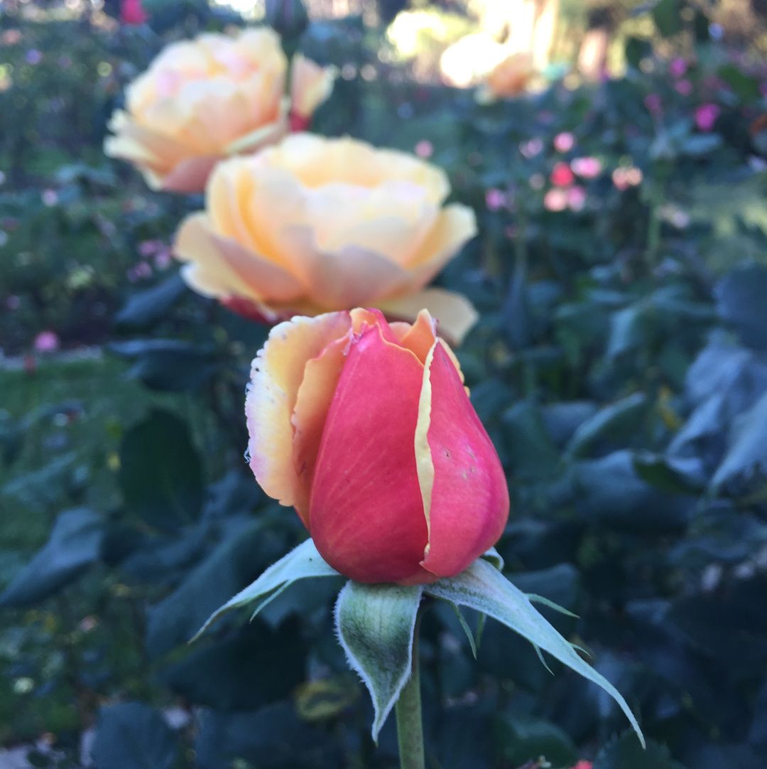 Never stopped at the rose garden between the Conservatory and Stowe off JFK before, it is gorgeous!