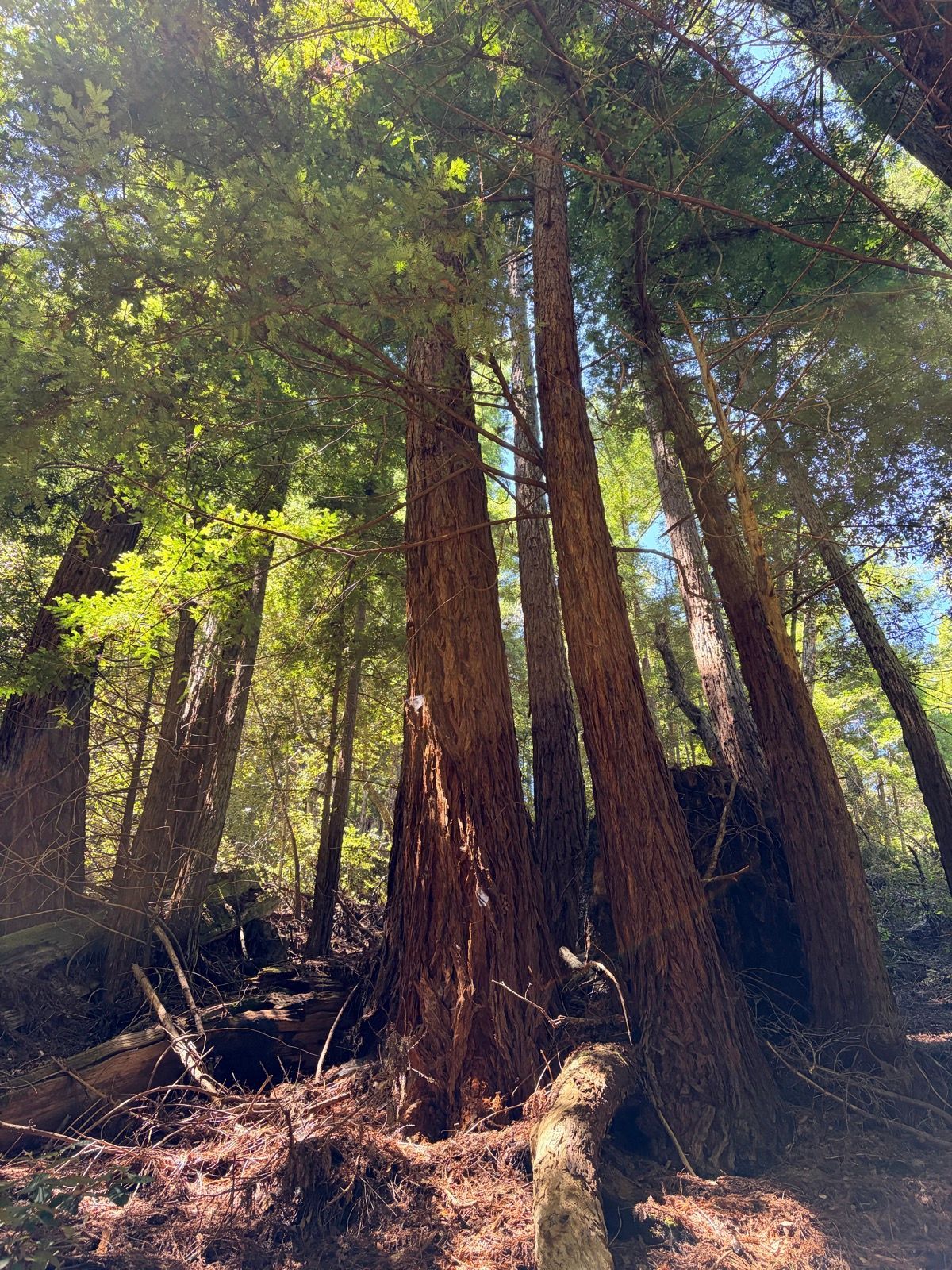Grabtown Gulch to Purisima Creek