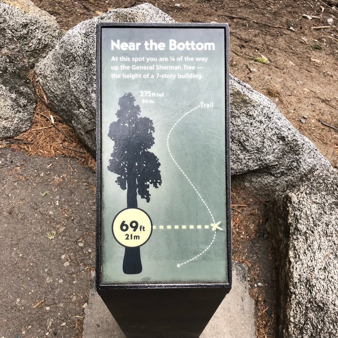 Sequoia National Forrest!