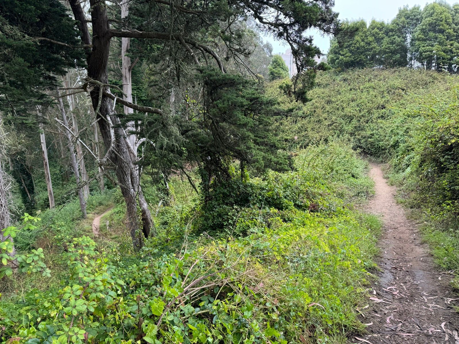 i walked every trail in these woods with strava paused 3 seconds into the hike from putting my damned phone in my pocket, unpaused it for the stair walk back 🙄🙄🙄