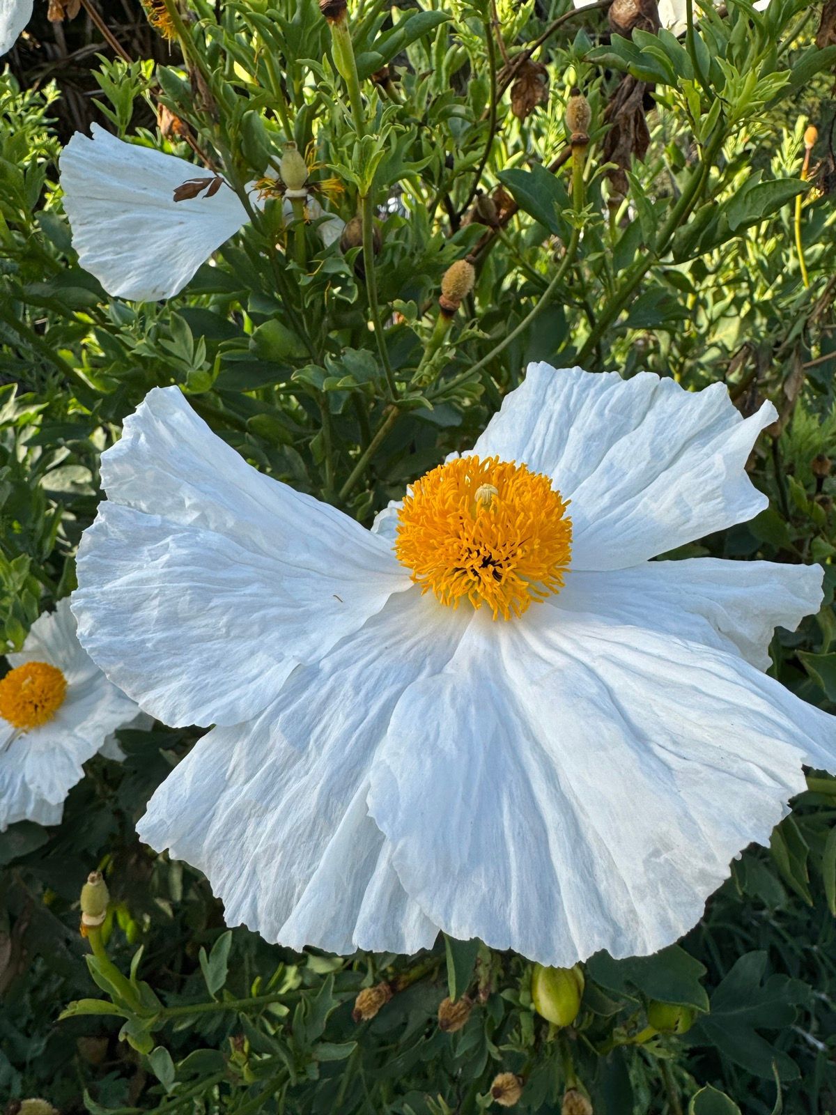 Morning Walk