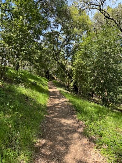 Afternoon Walk