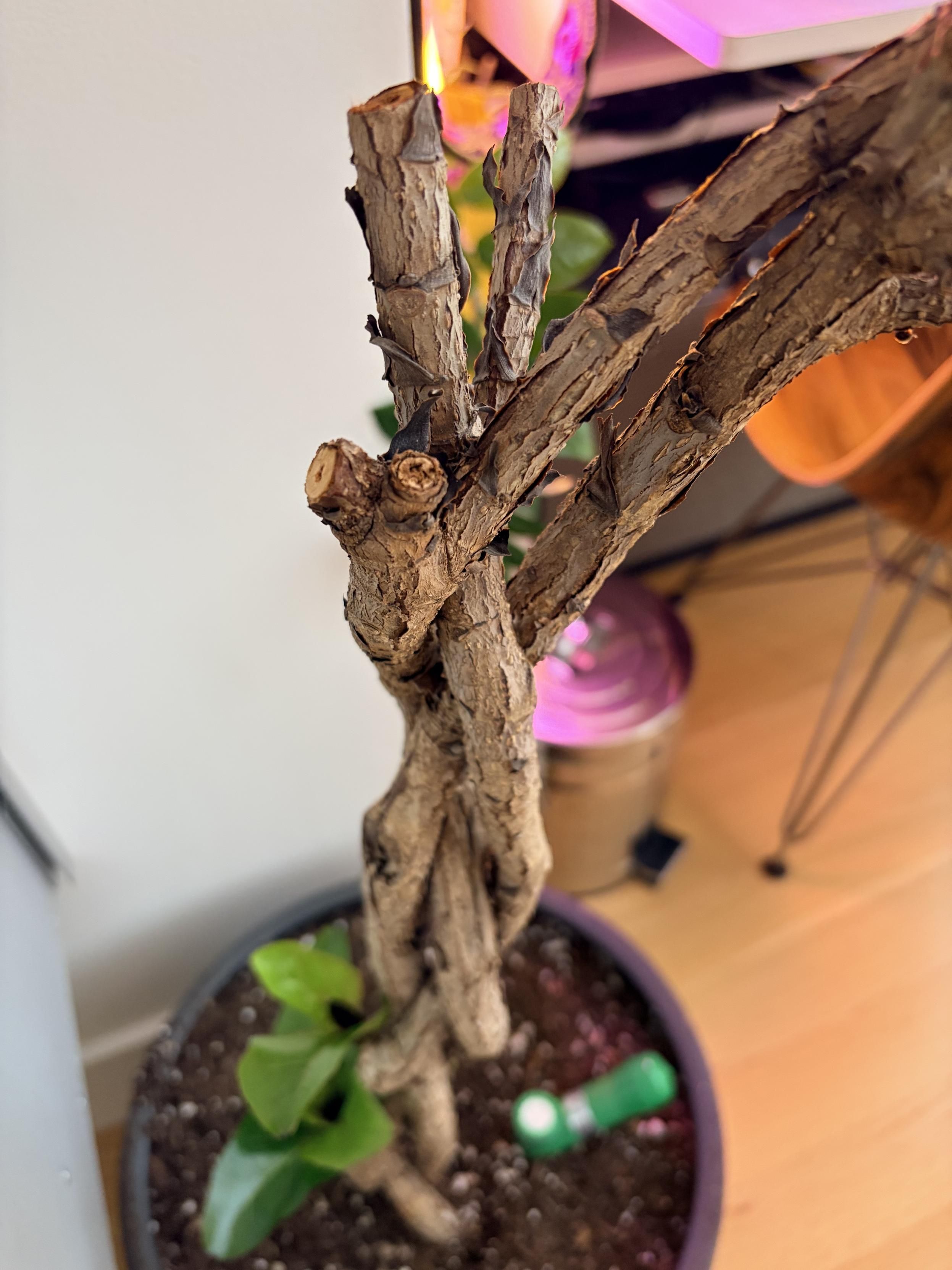 camera phone top down view of the stump branch and trade. The new growth is in the bottom of the frame and out of focus.