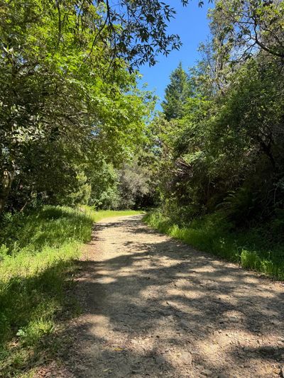 Afternoon Walk
