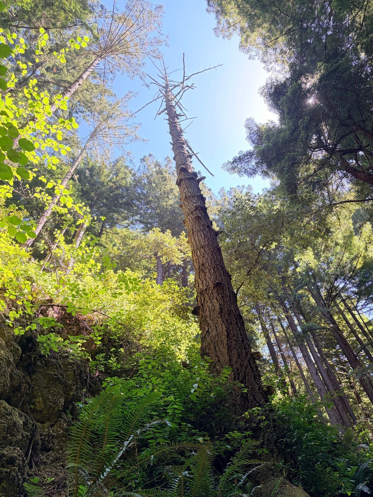 Grabtown Gulch to Purisima Creek