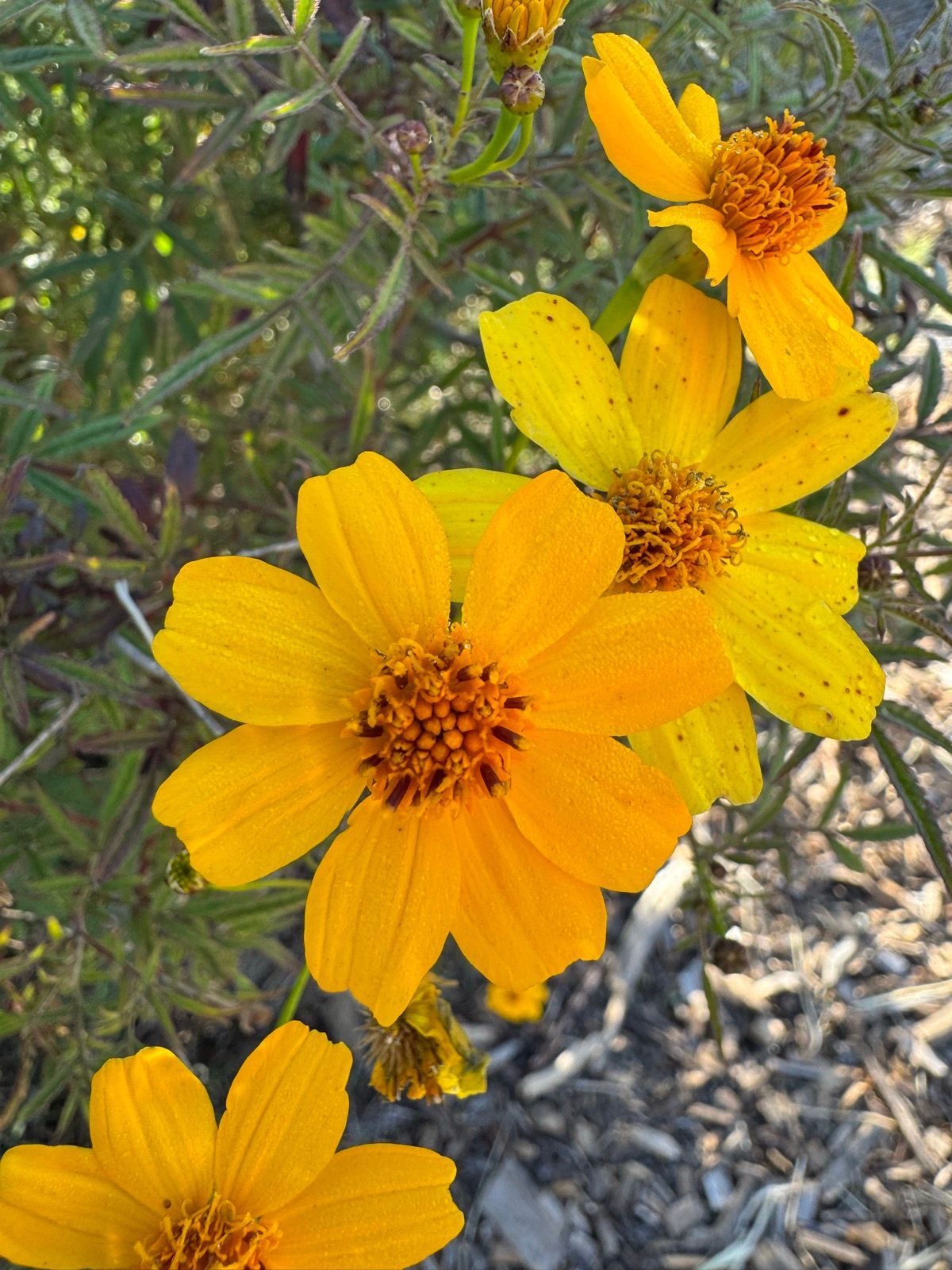 Morning Walk