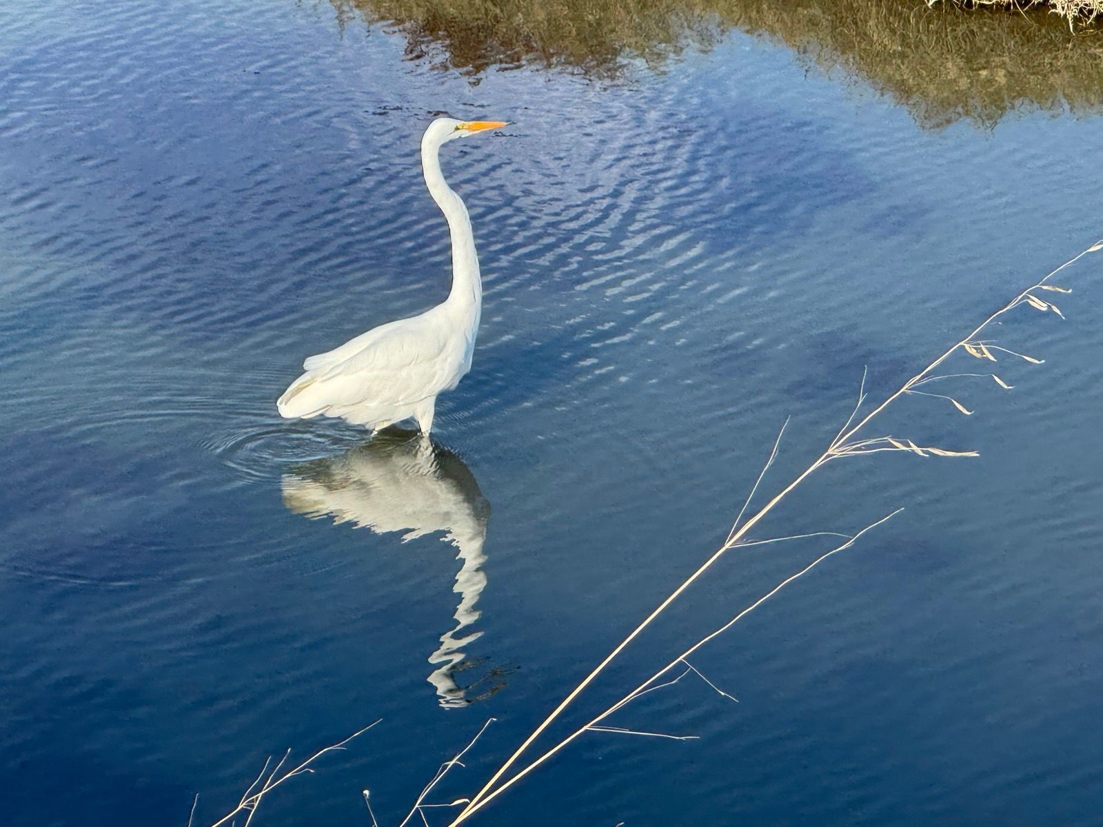 Afternoon Walk