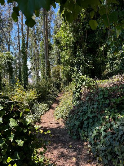 midtown terrace