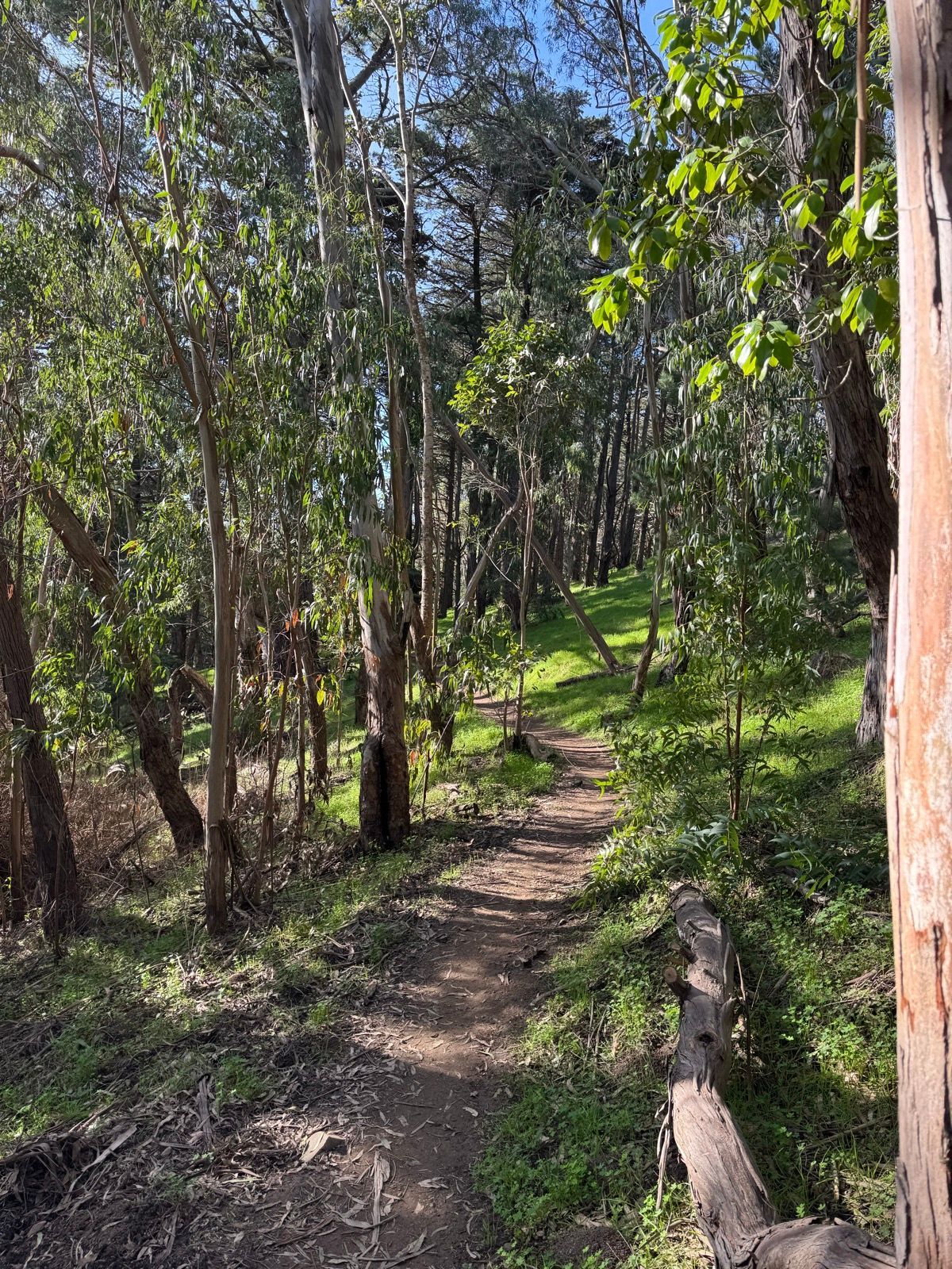Afternoon Walk