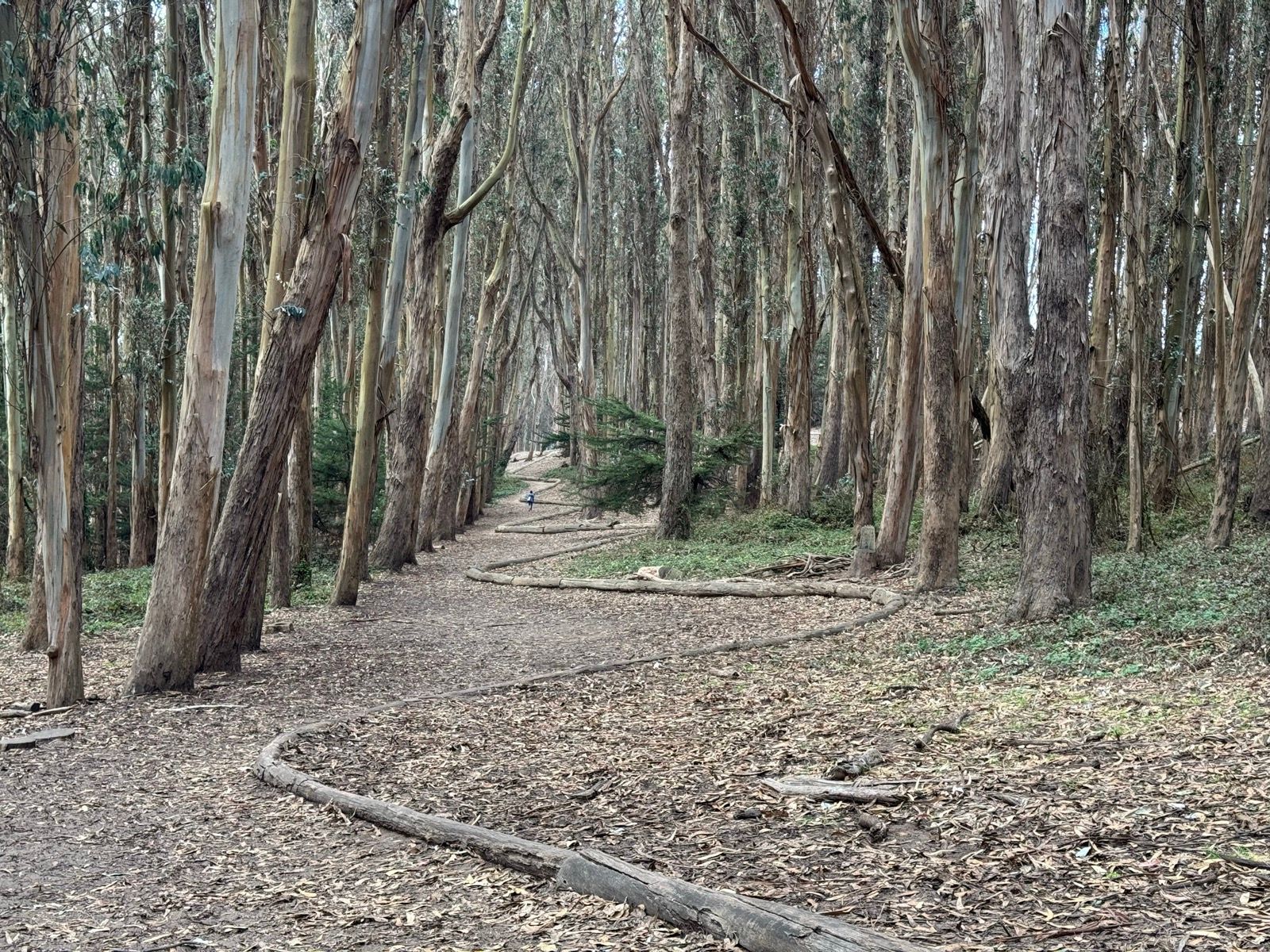 neat, never seen this andy goldsworthy stuff before