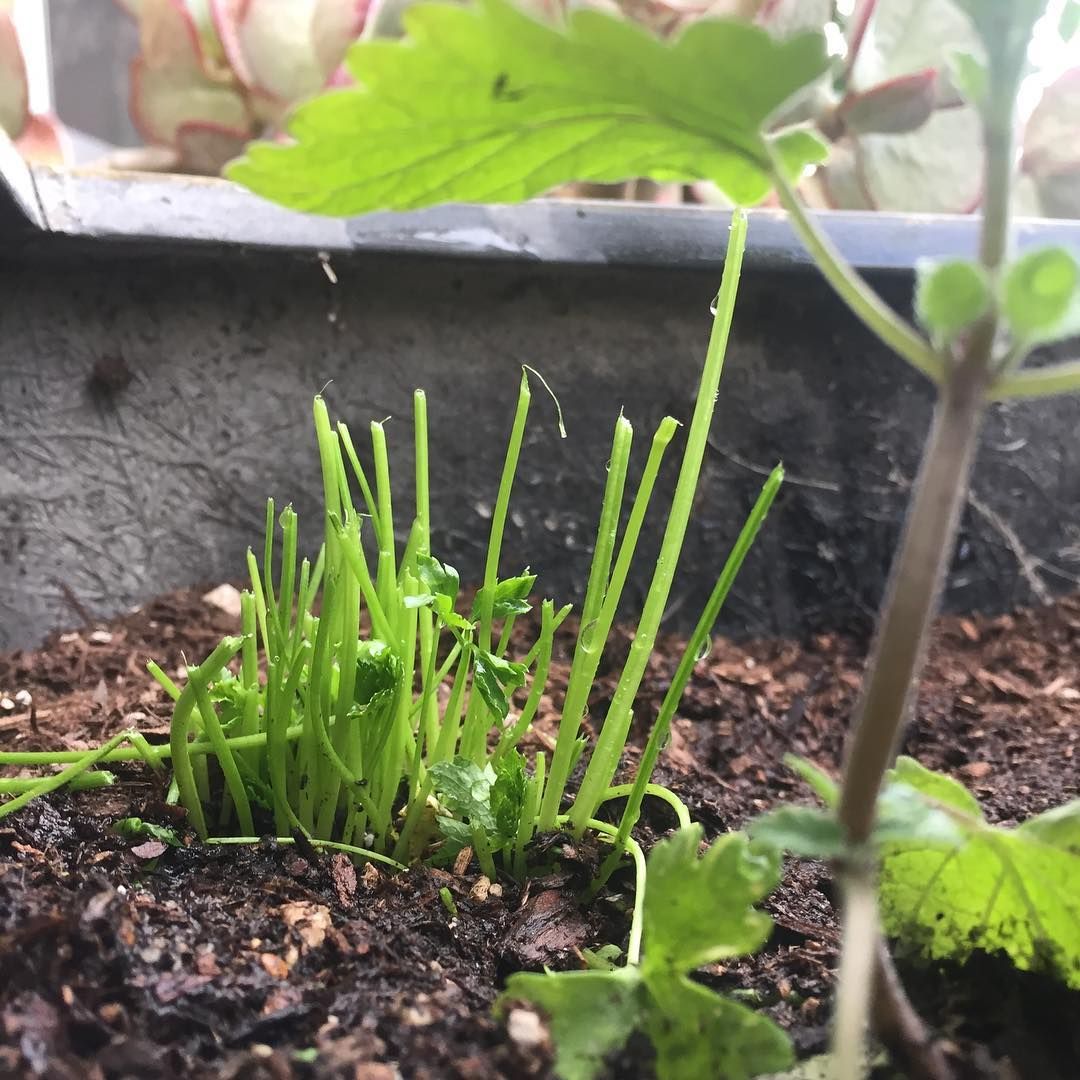 an herb-bandit pigged out on our parsley and cilantro last night, but ignored the catnip, rosemary, and thyme: who dunnit?
