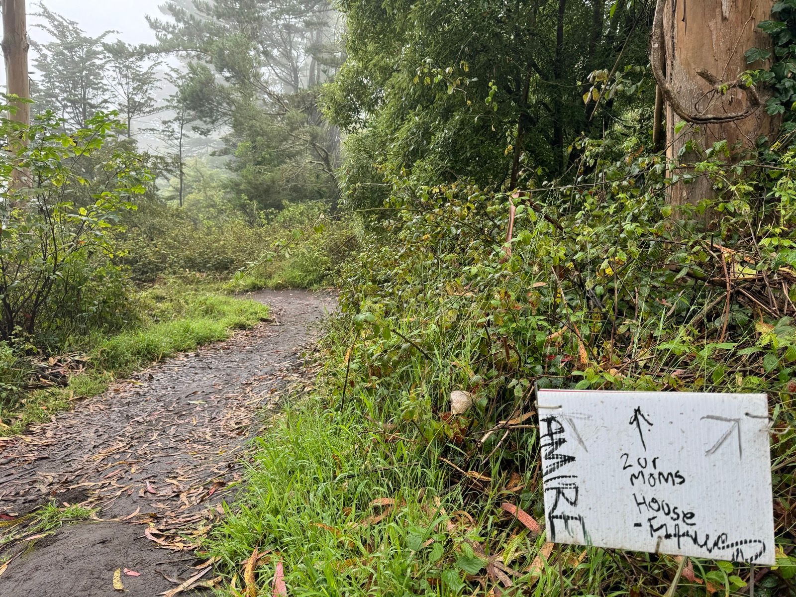 i walked every trail in these woods with strava paused 3 seconds into the hike from putting my damned phone in my pocket, unpaused it for the stair walk back 🙄🙄🙄