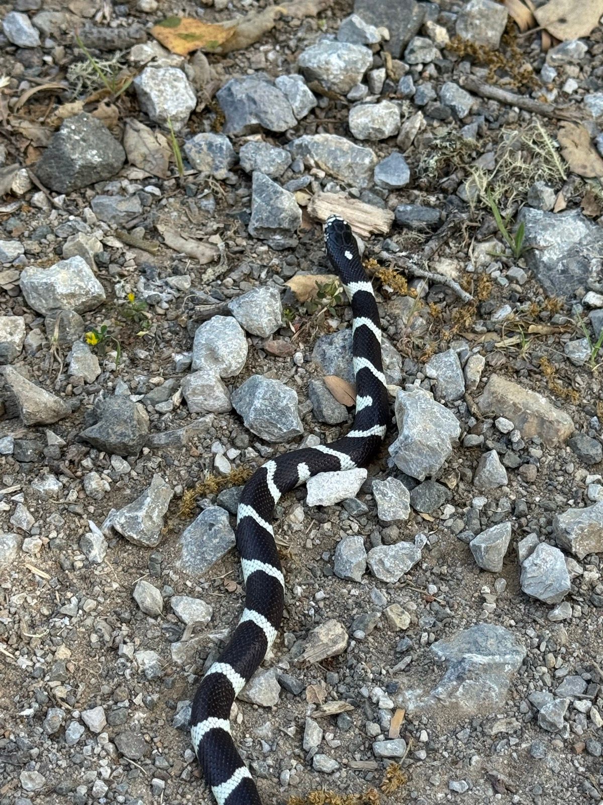 Afternoon Walk