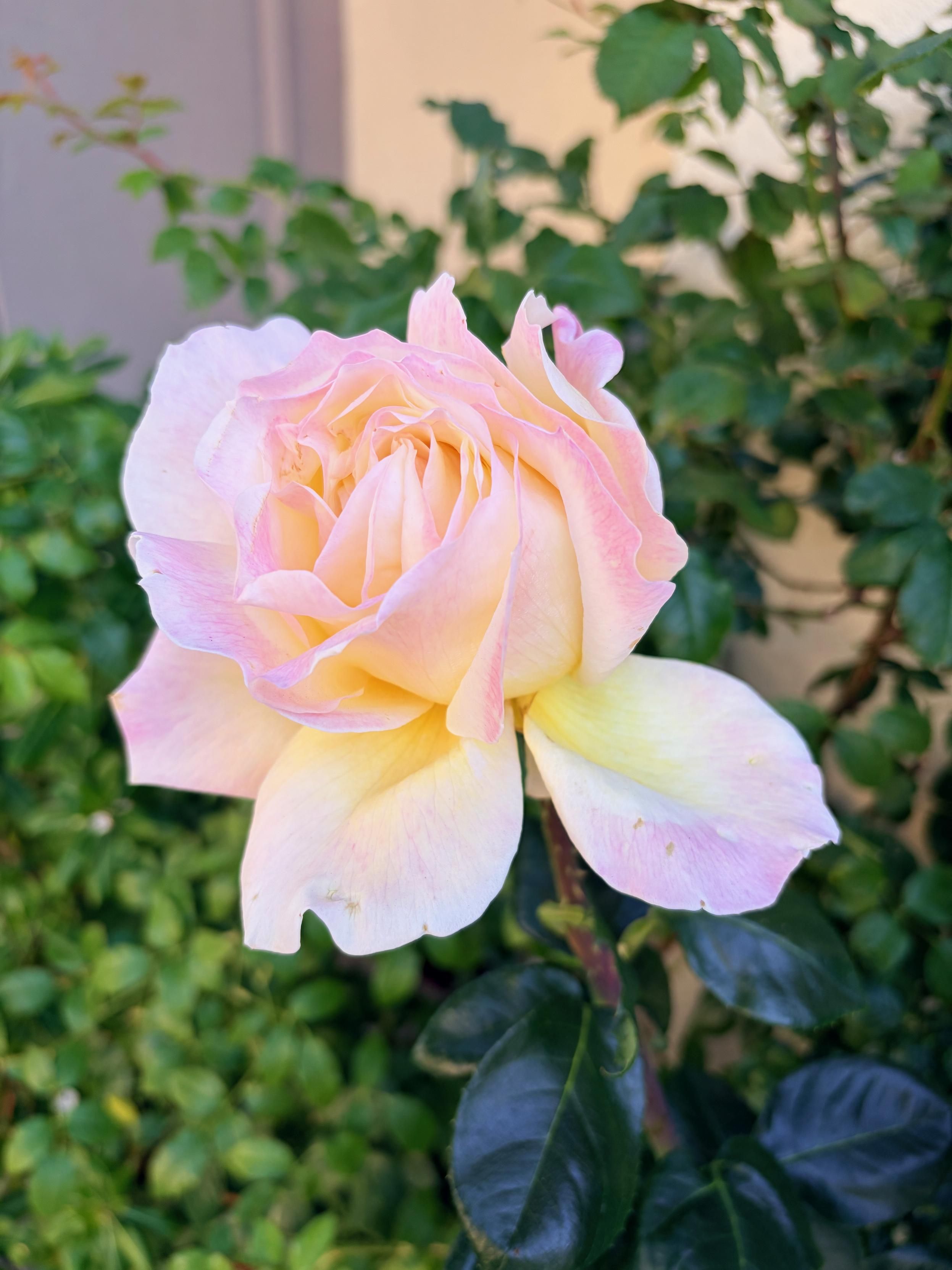 Macro photograph of a rose in peak bloom. I don’t know the name of this variety of rose but it is a very pale pink with yellow and white highlights that make it seem almost iridescent in the morning shade. Stunning enough that I stopped the take a picture, and I pass lots of blooming roses on my walk to and from school drop off in the mornings.