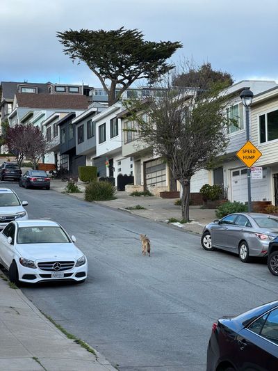 coyote!