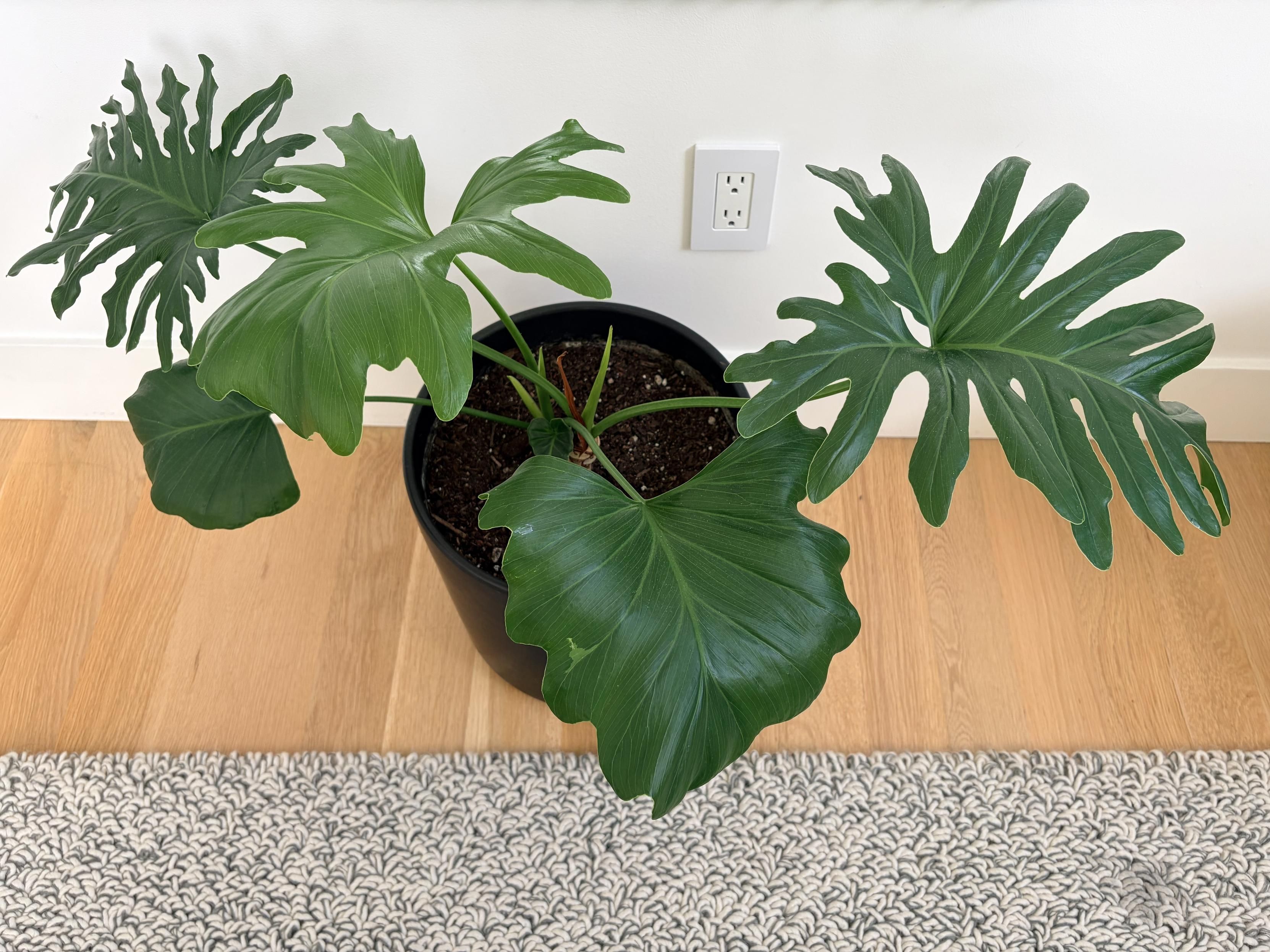 top down view of a potted monstera plant with five large leaves. the older ones are fingered while the newer ones are much less so.