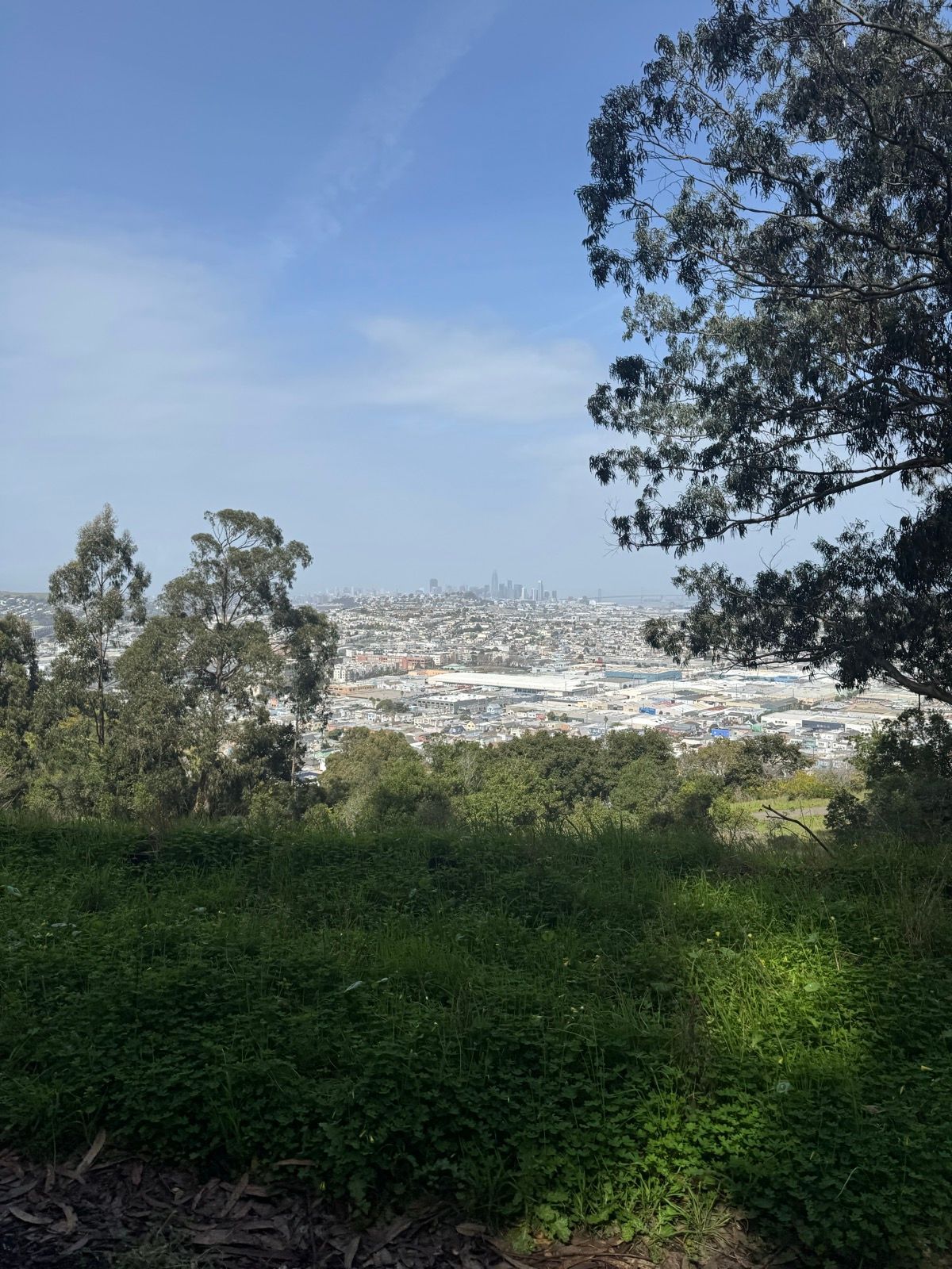Afternoon Walk