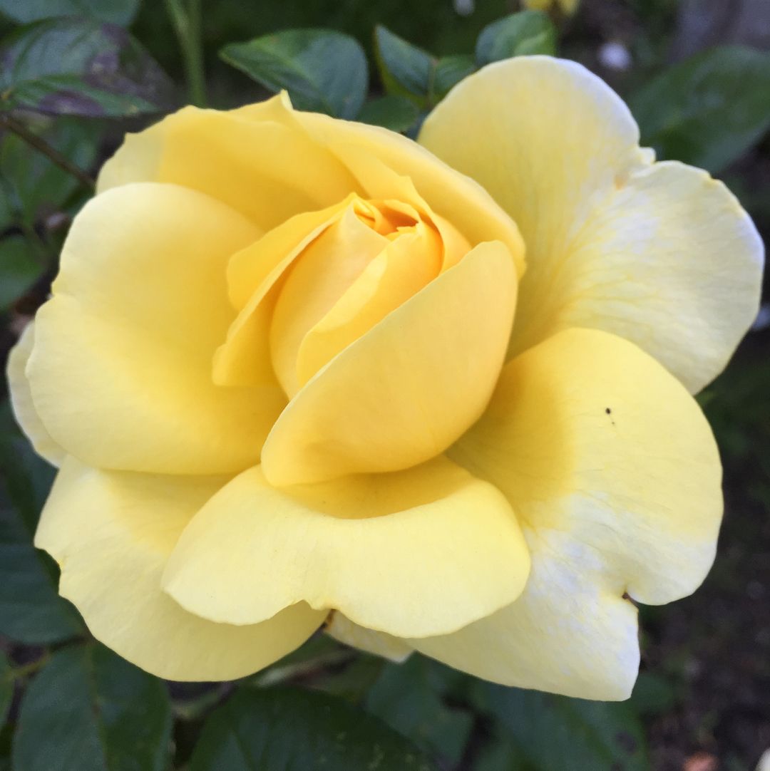 Never stopped at the rose garden between the Conservatory and Stowe off JFK before, it is gorgeous!