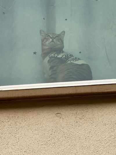 🐈🪨👀😮