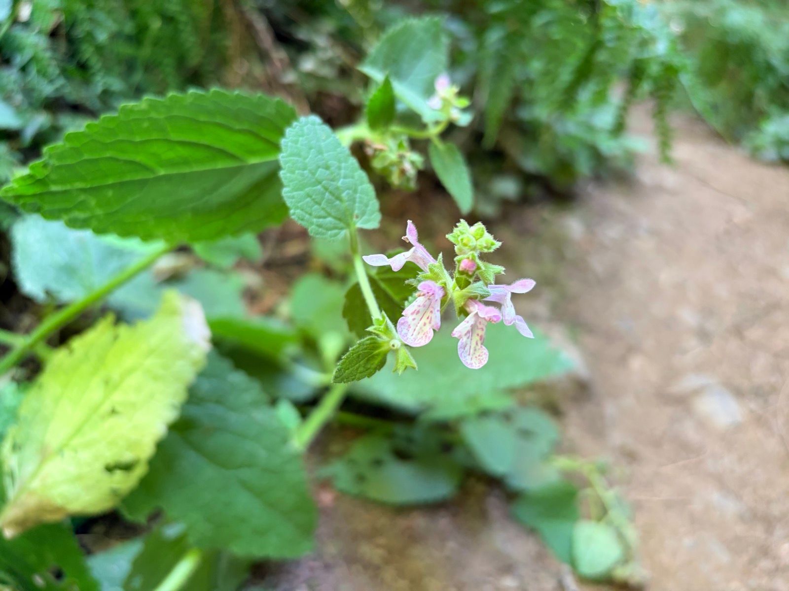 Grabtown Gulch to Purisima Creek