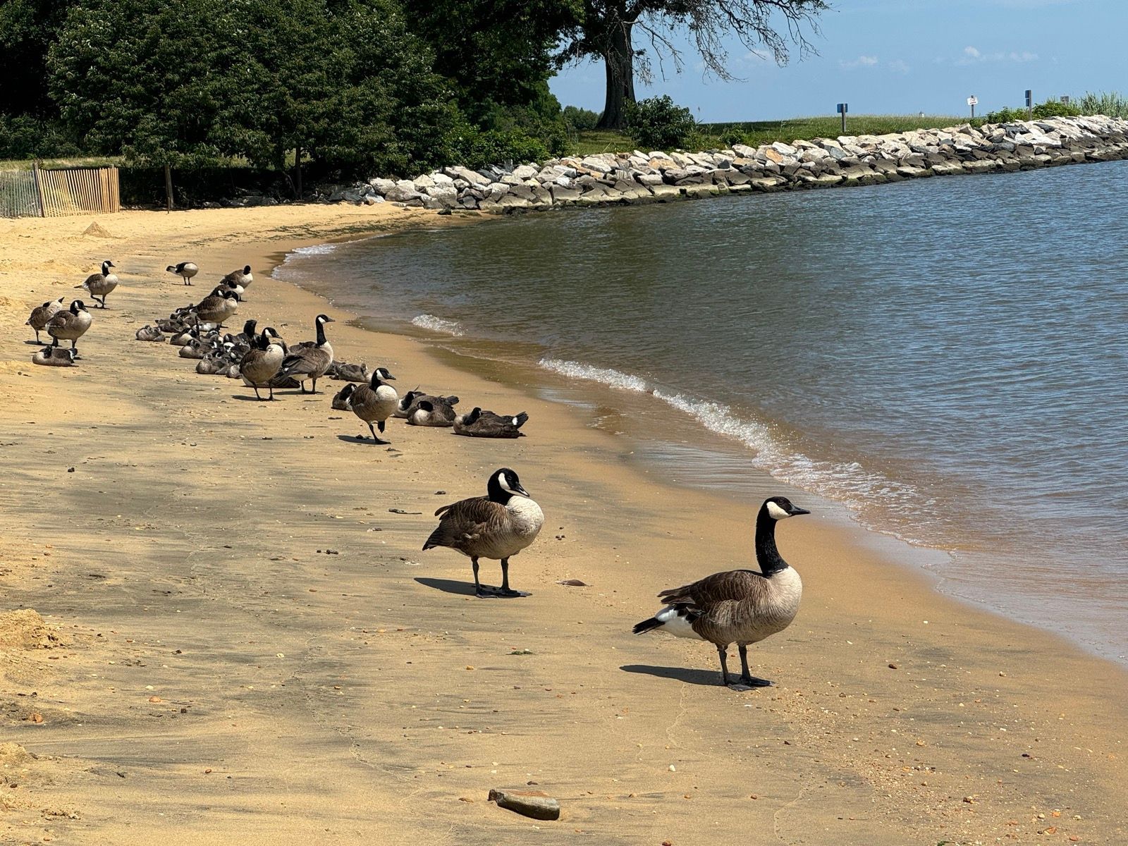 Lunch Walk