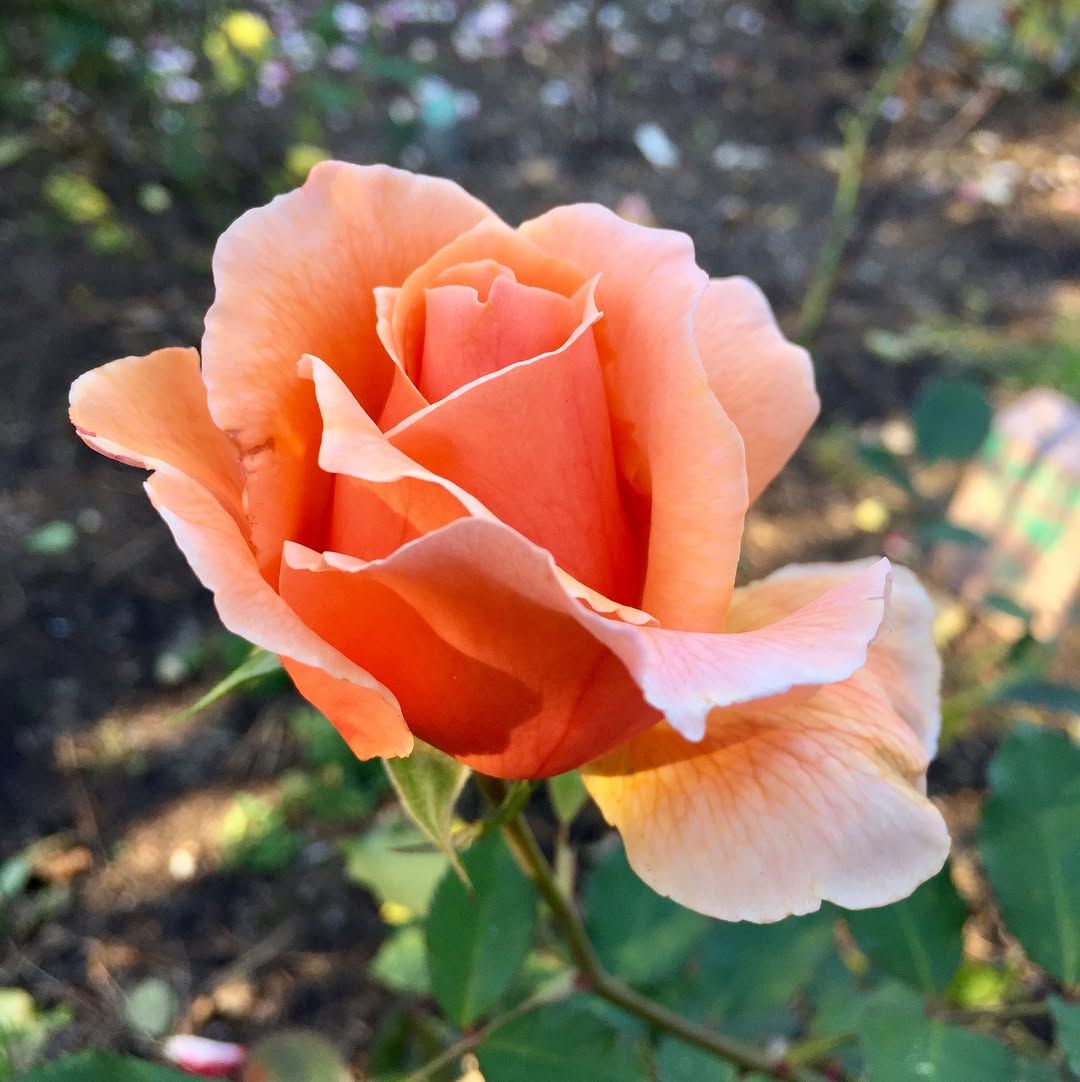 Never stopped at the rose garden between the Conservatory and Stowe off JFK before, it is gorgeous!