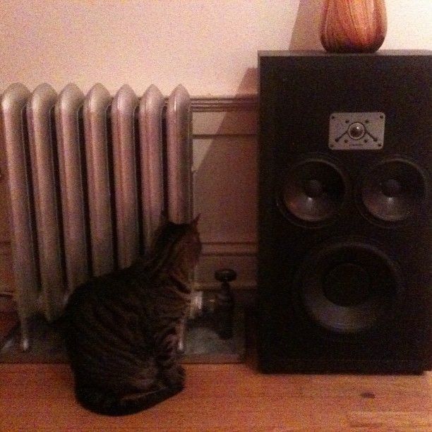 The Boy insists on sitting facing the hot radiator at just whisker length.