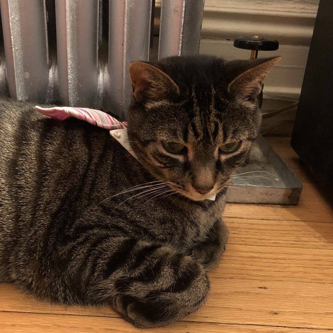the tie caped radiator surfer