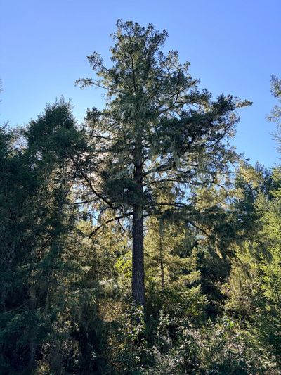 East Side Trail, Sasquatch Box Springs, and Badfinger Loop