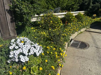 I have finally walked all of the portola.