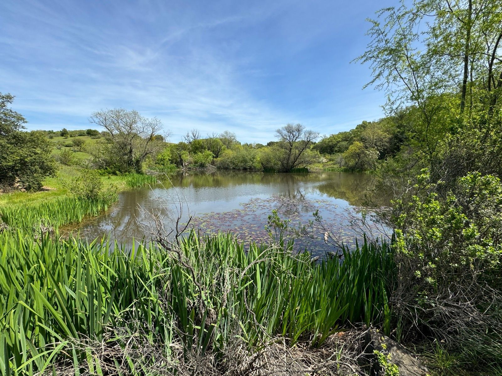 Afternoon Walk
