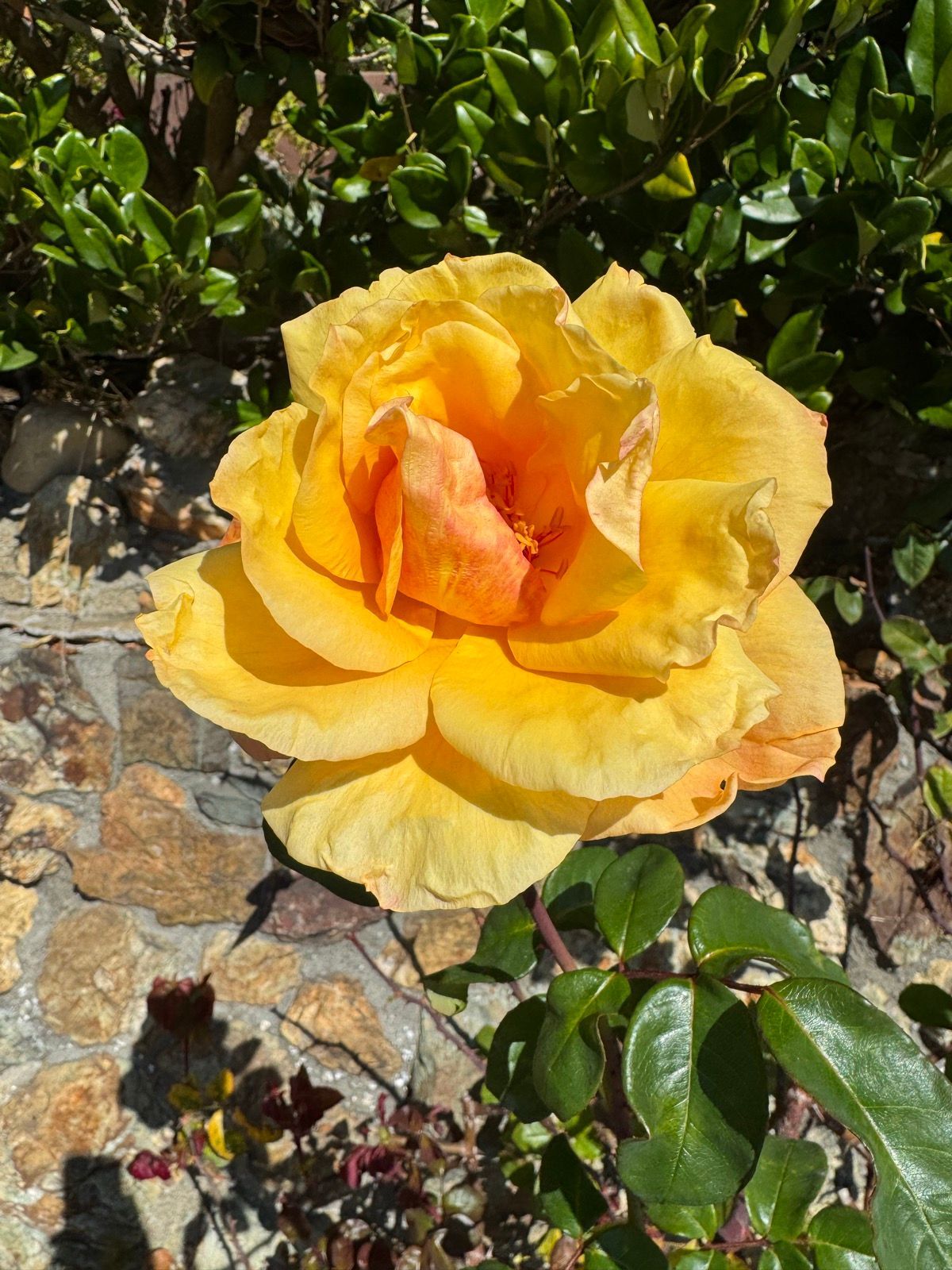 Lunch Walk